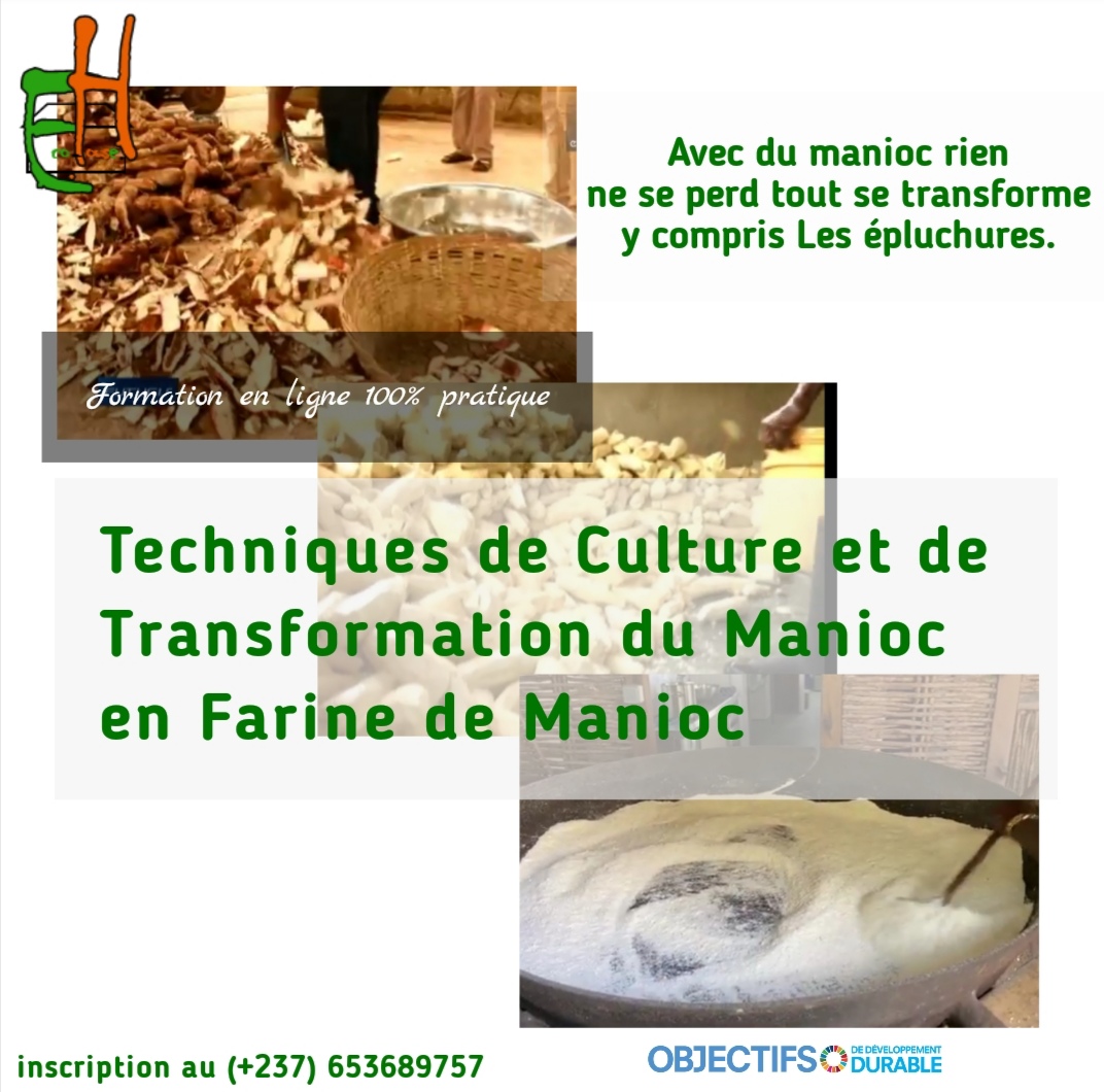 Techniques de Culture et de Transformation du Manioc en Farine de Manioc